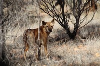 Australie Dingo