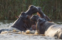 Hippo's in St. Lucia Zuid Afrika