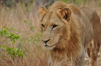 Leeuw Krugerpark Zuid-Afrika
