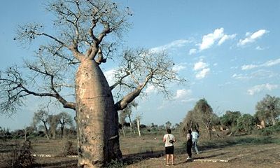 Lees meer... : Rondreis Madagascar