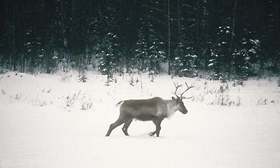 rondreis Alaska 22 dagen