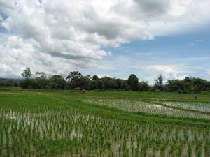 Wandeling door de rijstvelden bij Bukittinggi