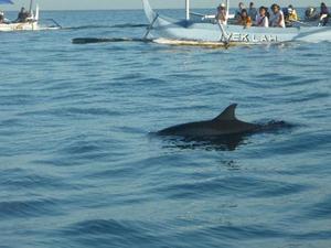 Dolfijn spotten Lovina Beach