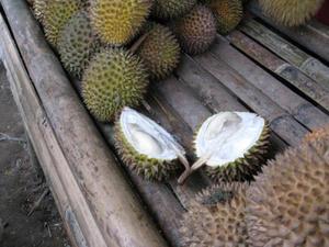 Durian fruit: at last!