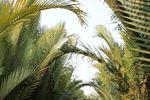 De prachtige palmbomen
