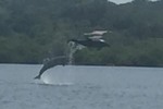 Dolfijnen spotten bij Isla Colon