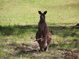 Kangaroo met jong