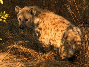 Botswana - hyena