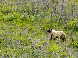 Denali - grizzly bear
