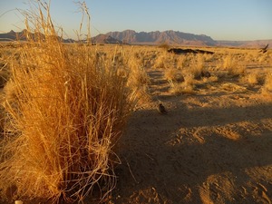 Stampriet - Kalahariwoestijn