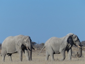Etosha nationaal park - olifanten