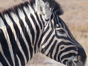 Etosha national park - zebra