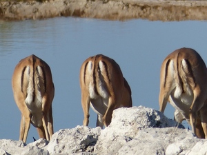 Etosha nationaal park - drinkende impala 