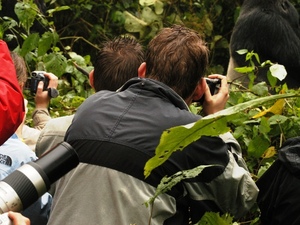 20 - Congo - berggorilla (4)