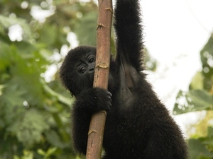 21 - Congo - berggorilla (5)