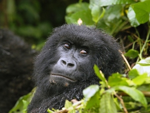 23 - Congo - berggorilla