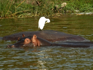 27- Kazingakanaal - nijlpaard