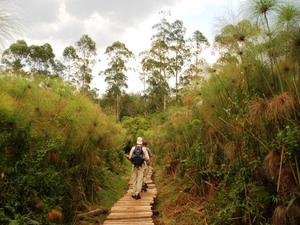 40 - Bigodi Swamp - wandeling