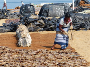 Negombo - vismarkt