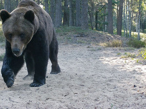 Wit- Rusland - natuurreis - beer