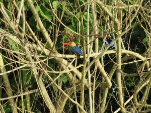 Kinabatangan rivier - Kingfisher