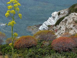 Sardinie - bloeiende agave