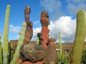 Cactus op El Teide