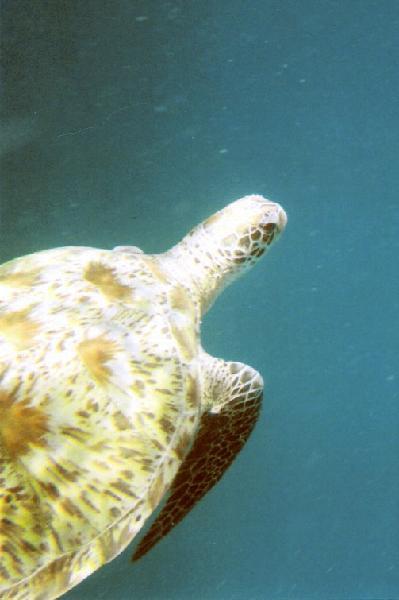 Hele mooie zeeschildpadden tijdens het snorkelen bij de Gili eilanden.