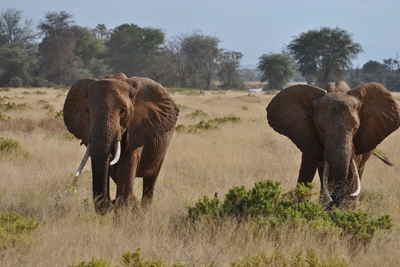 Kampeerreis Kenia, Tanzania & Zanzibar 2012