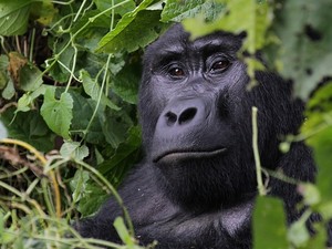Oeganda: Bwindi berggorilla