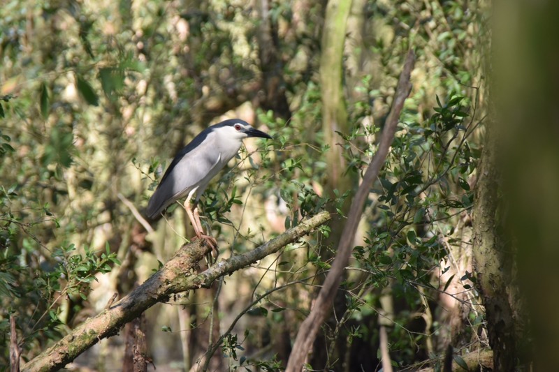 Vogel in de mangrove