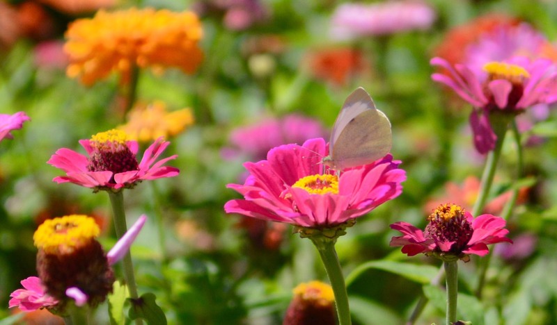 Vlinder op bloem in de botanische tuin palacio de santa Anna in Ponta Delgado