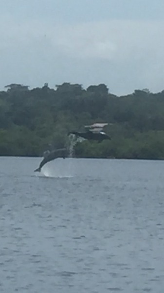 Dolfijnen spotten bij Isla Colon
