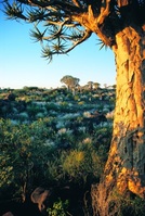 Afrikaanse kokerboom Djoser