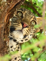 serengeti luipaard tanzania djoser
