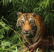 Rondreis India Ranthambore Djoser tijger