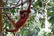 Djoser Maleisië Borneo Sarawak oerang oetans apen