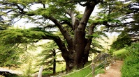  Nationaal Ceders Reservaat Libanon