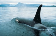 orca whal whatching tour british columbia canada Djoser 