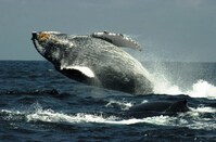 Bultrug walvis Kaikoura Nieuw-Zeeland Djoser