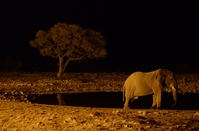 Olifant Etosha nationaal park Namibië Djoser