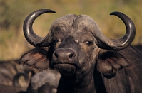 Big Five: Buffel Afrika