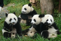 Panda's China Djoser