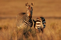 Zebra Tanzania Djoser