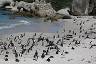 Zuid-Afrika Pinguinkolonie Simons Town Djoser