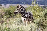 Zebra Mapungubwe nationaal park Zuid-Afrika