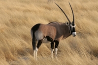 Oryx bok Etosha Namibië