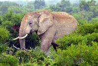 Zuid Afrika Krugerpark olifant Djoser