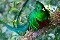 Djoser rondreizen Guatemala Zuid-Amerika quetzal