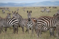 Tanzania Serengeti zebra's Djoser